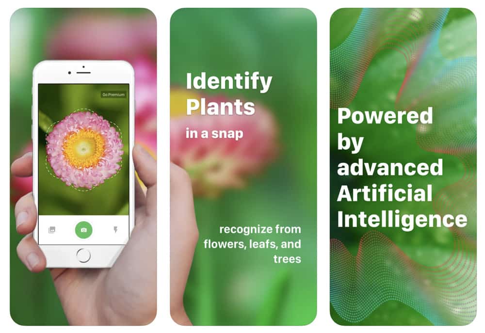 The 10 Best Apps For Identifying Plants – 2020’s Cream Of The Crop (Updated)