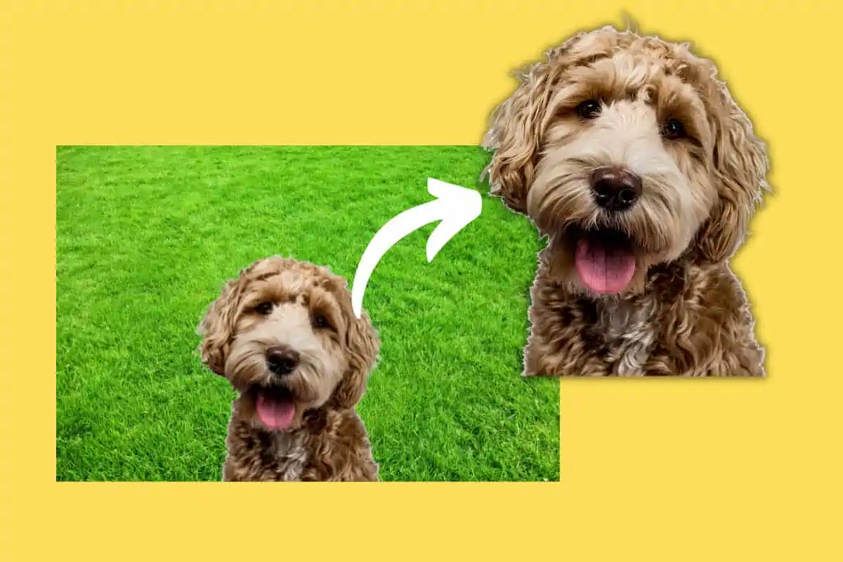 How To Extract An Object From iPhone Photos in iOS 16