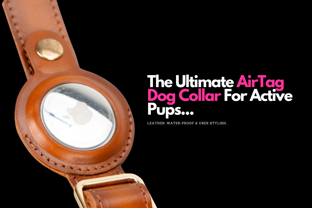 This Water-Proof, Leather AirTag Dog Collar is The Mutt’s Nuts
